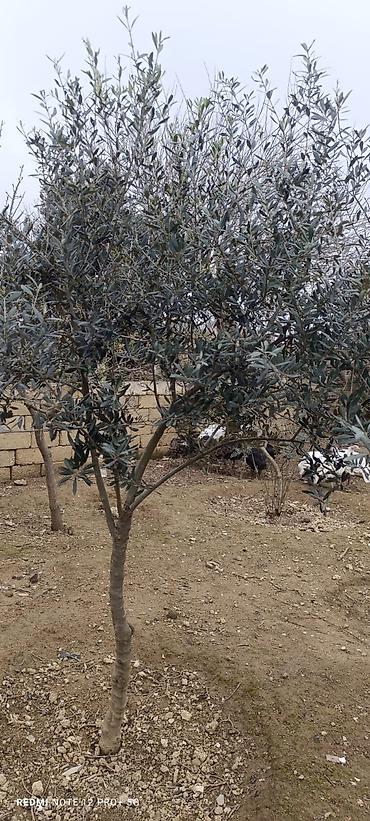 Ağaclar: Zeytun ağacları - Seçim: müxtəlif ölçü və yaşlarda zeytun ağacları - — 4