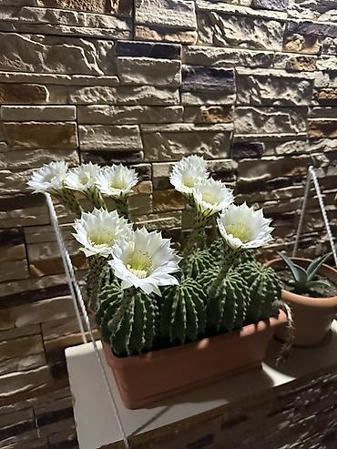 ucuz gul: Echinopsis (ağ çiçəkli kaktus) – dekorativ saksı bitkisi - Növ — 1