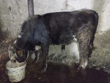 qara pisik sekilleri: Satılır: 10 aylıq erkək buzaq dana satılır. 7 aydı qoru otla yemlə — 2