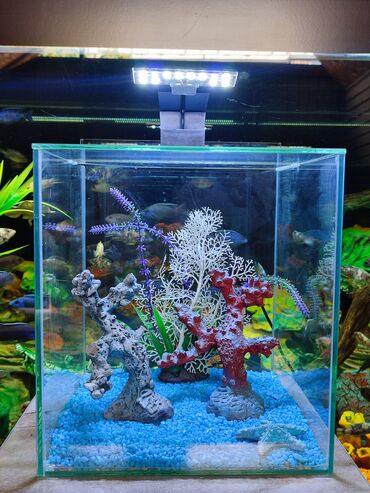 Рыбы: Аквариум с крышкой стеклянной, новый. с декорациями. Объём 15 литров