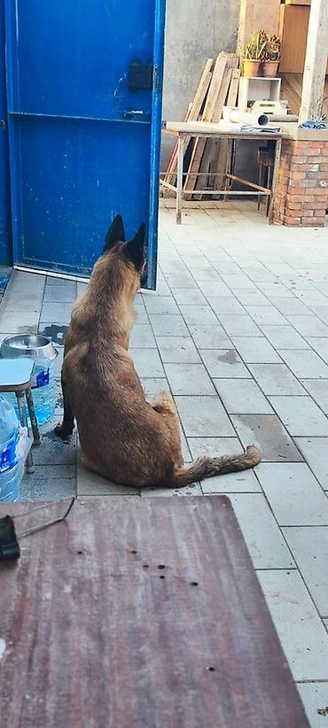 Belçika çoban iti lalafo.az -da Belçika çoban iti