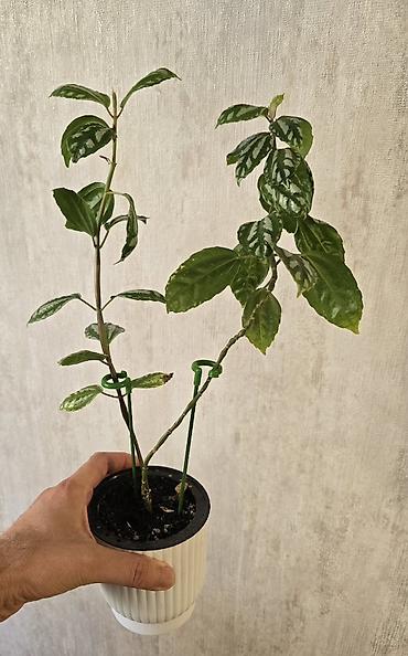 kol bitkiləri: Pilea (Qarpız gülü) – dekorativ yarpaqlı otaq bitkisi keramzitdə 2 — 2