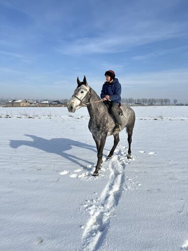 продаю индоуток: Продаю | Конь (самец), Жеребец | Рабочий, Конный спорт | Племенные, Осеменитель