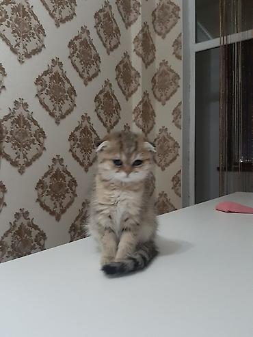Скотиш Фолд (Шотландская вислоухая), 2 месяца, Девочка, Приучена к лотку