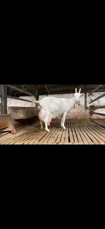 Keçilər, çəpişlər: Süd keçisi – ağ rəngli, uzun buynuzlu - Yüksək süd verimi üçün — 9