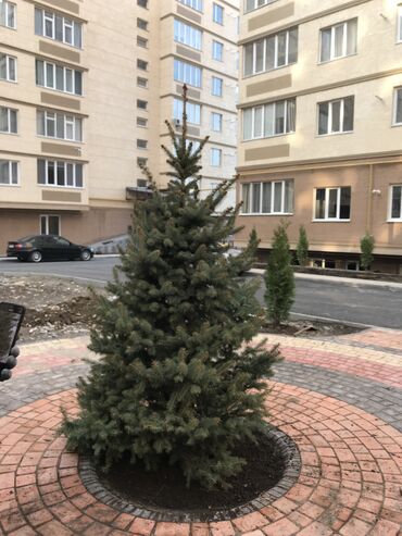 Декоративные деревья: Продаются декоративные хвойные растения 🌿🌲 Мы имеем большой опыт — 10