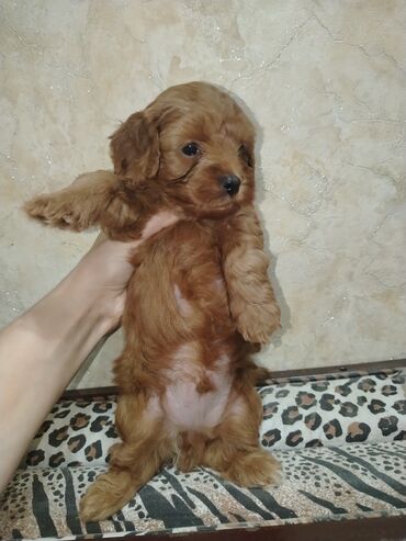 İtlər: Mini və mikro maltepoo cinsli balalar rəngləri 2 qırmızı(red) 1 — 8