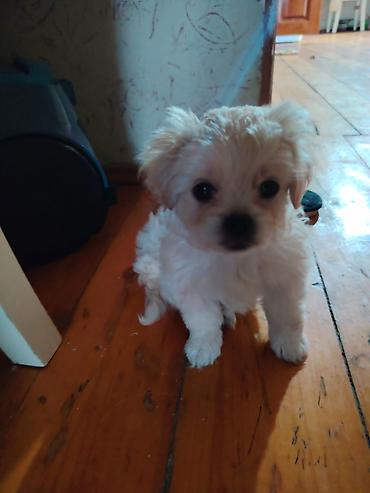 çin aslanı: Pekines, 2 ay, Dişi, Peyvəndli — 1