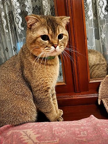 qızılı sinsilla: Qızıl şinşilla, Erkək, Yaxşı əllərə, Ünvandan götürmə — 1