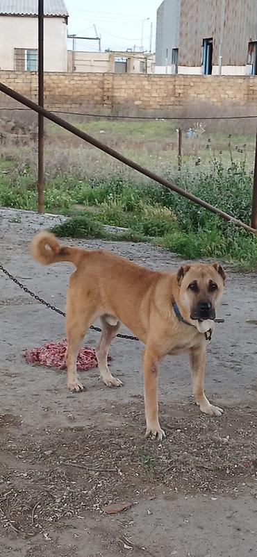 akita iti satilir: Qurdbasar, 2 il, Erkək — 3