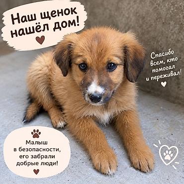 щенок лабрадор: Даром Щенок смешанной породы - Возраст: примерно 2–3 месяца - Окрас — 1