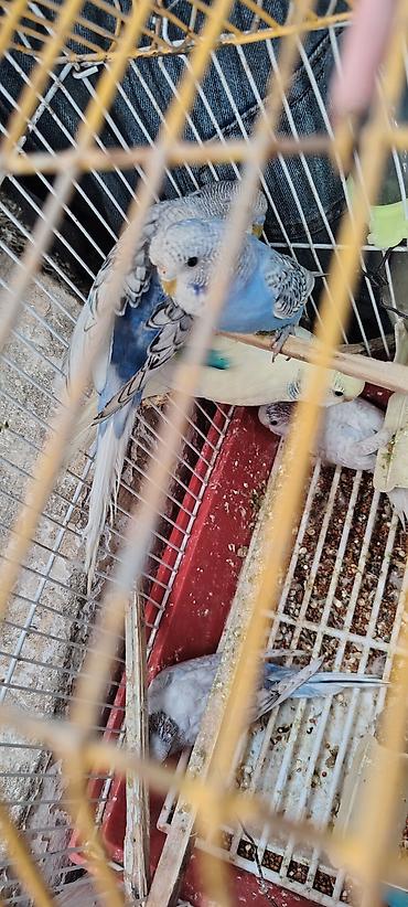 qus adlari: Tecılı quşlar satlir 15 m 20 m arası deyisir cütlər qefes qarsiq 50 m — 6