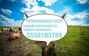 Частное лицо, Колбасный цех : Коровы, быки, Лошади, кони, | Круглосуточно, Любое состояние, Забитый