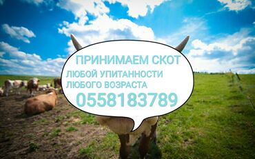 продажа поросят: Куплю | Коровы, быки, Лошади, кони | Круглосуточно, Любое состояние, Забитый