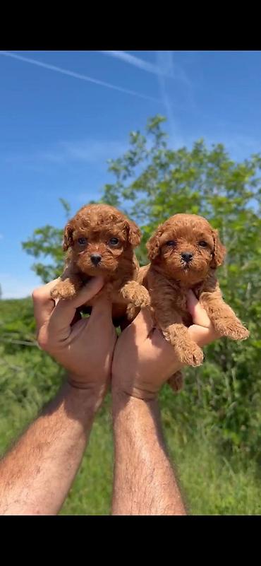 Psi: Cavapoo-Kavapu (cavalier king charles spaniel + pudla) Cavapoo, u — 9
