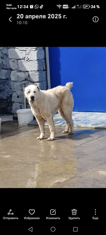 satılıq it: Alabay, 3 il, Dişi, Peyvəndli, Ödənişli çatdırılma