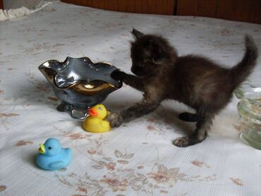 приму в дар: Продаю: Котёнок игривый 1,5 месяца