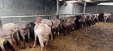 Баран, овца: Продаю | Баран (самец) | Для разведения — 8