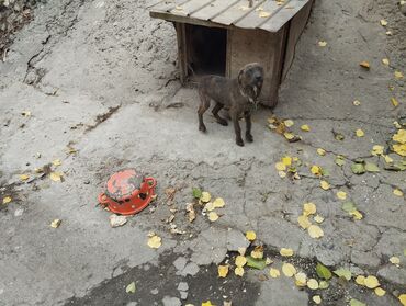 усыпление собак на дому: Отдам даром собаку породистую