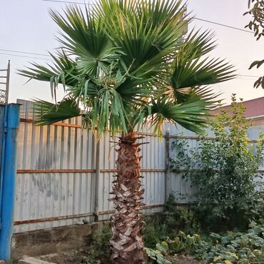 декор дерево: Məhsul: Dekorativ palma ağacı – Washingtonia robusta (fan şəkilli