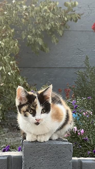 котята серые: Бесплатно. Котята — Описание: - Три котёнка из одного помёта. - — 1