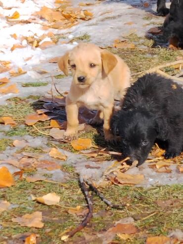Продажа собак: Щенки охотничьего типа (смесь спаниеля/легавой по экстерьеру) - Помёт — 13
