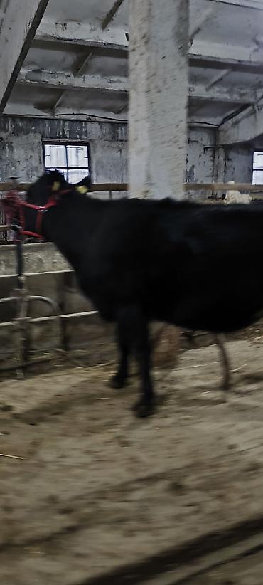 Коровы, быки: Продаю | Корова (самка) | Стельные — 6