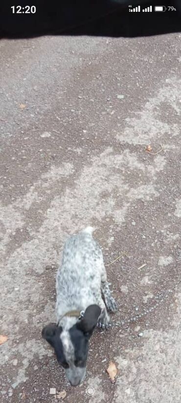 продажа щенков немецкой овчарки с документами в бишкеке: Щенок среднего размера с оригинальным пятнистым окрасом (бело‑серый с