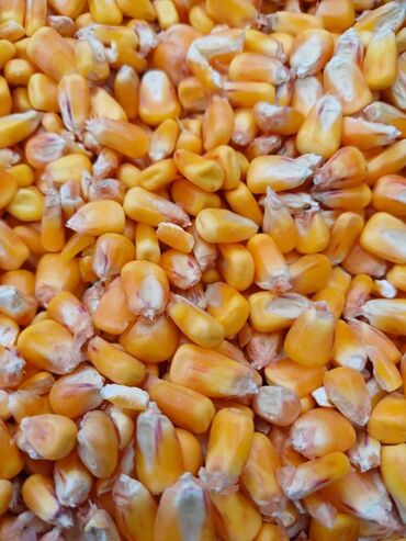 мака кукуруза: Продаю кукурузу 
доставка с выше 7т