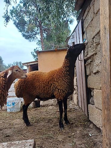 doşan satışı: Erkək, il: 1, 45 kq, Damazlıq, Ödənişli çatdırılma — 6