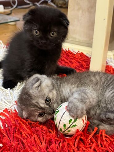 Pişiklər: Şotland yastı qulaq — 3