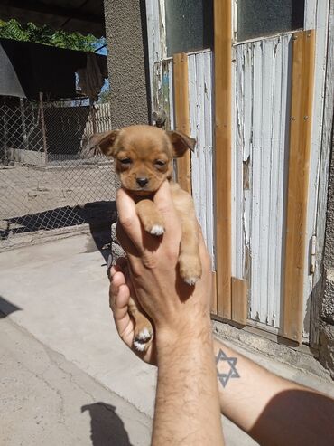 Собаки: Продаются щенки Чихуахуа 1,5 месяцев! Папа с родословной, мама без