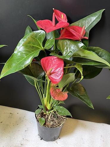 Антуриумы: Антуриум (Anthurium andreanum) в горшке - Компактное комнатное — 3