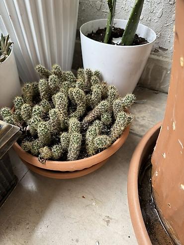 torf satilir: Bitki satışı – Sansevieria (Qaynanadili), sukkulentlər və kaktuslar — 5