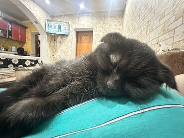 продажа домашних кур: Чистокровный британский вислоухий с плюшевой шерстью. Компактный