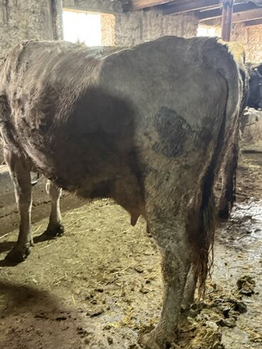 Коровы, быки: Продаю | Корова (самка) | Симментальская | Для молока — 18