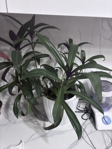 аглаонема купить семена: Продаю комнатные цветы: «аглаонема» и «риачио» в индивидуальных