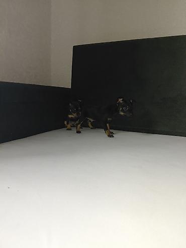 Продажа собак: Миниатюрный пинчер, 1 месяц, Самец, С прививкой — 10