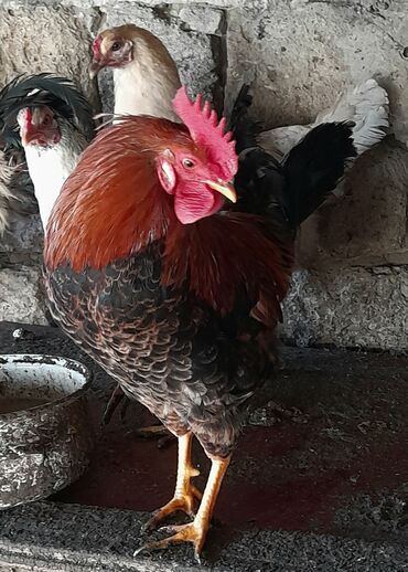 Xoruzlar: Xoruz, il: <1 — 7