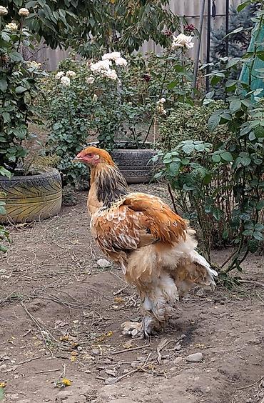дикого: Продаю | Куры | Брама | Для разведения — 3