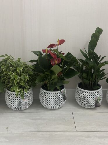 Другие комнатные растения: Комнатные цветы at lalafo.kg — 25 Другие комнатные растения: Комнатные цветы — 25