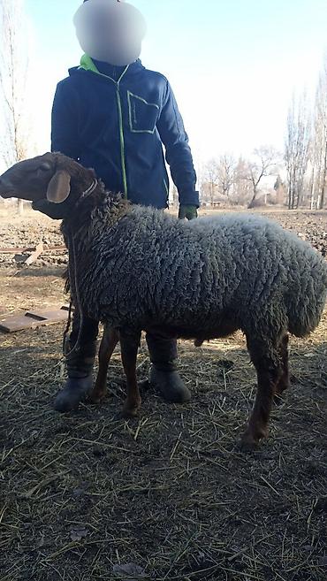 Баран, овца: Продаю | Баран (самец) | Гиссарская | На забой, Для разведения | Осеменитель — 3