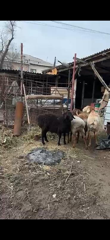 Баран, овца: Продаю | Баран (самец) | Полукровка | Для разведения | Племенные, Осеменитель — 9