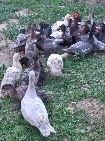 где можно купить собаку мальтипу: Erkək, | Lal ördək, Damazlıq, Ünvandan götürmə