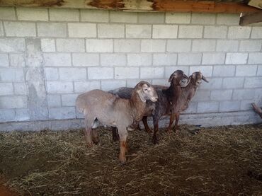 Бараны, овцы: Продаю | Овца (самка), Баран (самец) | Полукровка, Арашан