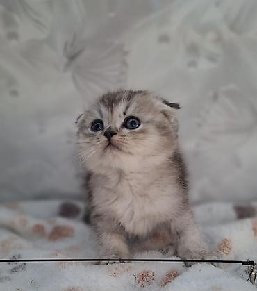 Продажа кошек: Скотиш Фолд (Шотландская вислоухая), 2 месяца, Мальчик, Приучена к лотку, Проглистована — 2