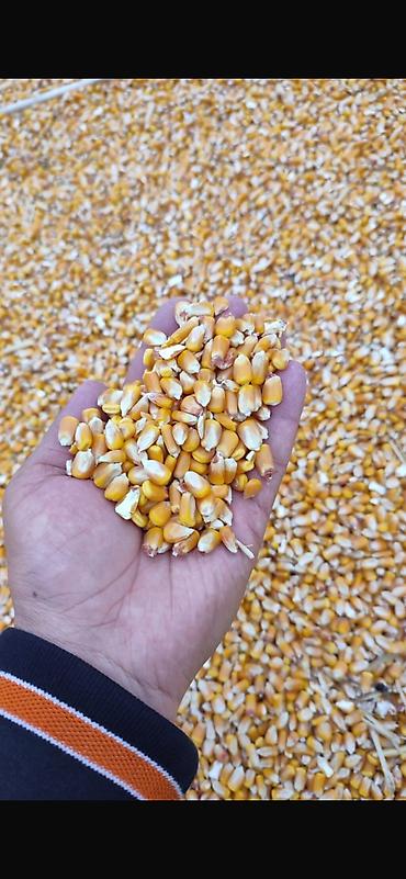 Продам кукурузу