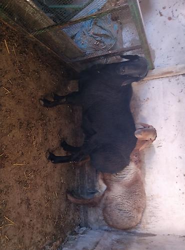 Баран, овца: Продаю | Баран (самец) | Для разведения | Племенные — 11