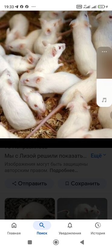 безпроводная мышь: Группа белых лабораторных мышей, содержащихся на подстилке из