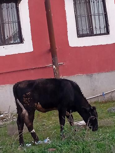 Inəklər, öküzlər: Satılır: qara rəngli danalıq inək - Cins: yerli tip, qara rəng, alın — 3
